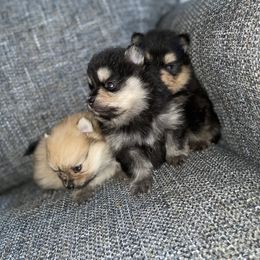 Pomeranian Puppies from Frensace Kennel