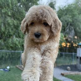 Joker - Red  male Goldendoodle puppy in Clinton, Utah from Golden Law Kennels