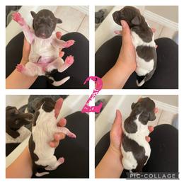 Girl 1 - White and liver German Shorthaired Pointer puppy in Logan, Utah from On Point Gun Dog's of Utah