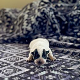 N-4 - Blue speckled male Australian Cattle Dog puppy in Spokane, Washington from 4D Cattle Dogs