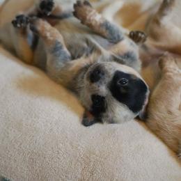 Australian Cattle Dog and Collie Puppies from Blackberry Hills