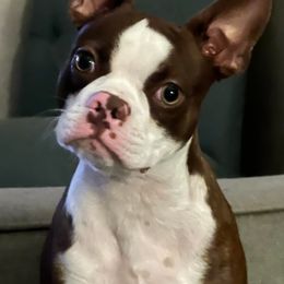 Boston Terriers and Boxers from Sweet Georgia Boston’s