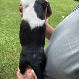 Basset Hound Puppies from Tia Blystone