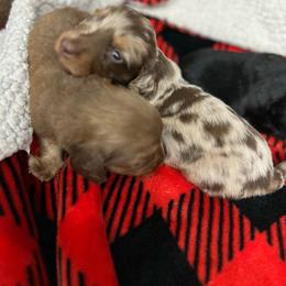 Boy 1 - Dapple male Dachshund puppy in Garfiled, Arkansas from Iron Bear Livestock & Dachshunds