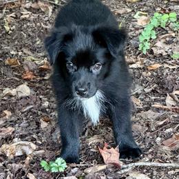 Ava - Black & white female Miniature Australian Shepherd puppy in Patterson, North Carolina from DreamLine Aussies