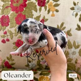 Oleander - Merle male Sheepadoodle puppy in Aubrey, Texas from The Parrish Doods