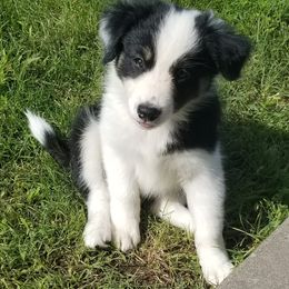 Border Collie Puppies from Bond Border Collies