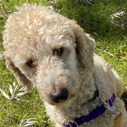 Isabel - Poodle