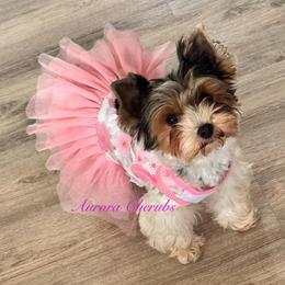 Angel - Yorkshire Terrier