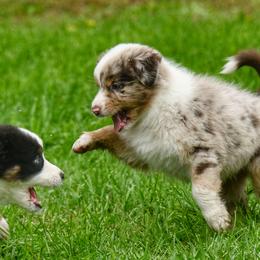 Australian Shepherds from Foster Creek Farm