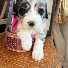 Rasberry - Blue merle female Bernedoodle puppy in Curtice, Ohio from The Pink Doghouse