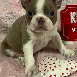 Boston Terrier Puppies from Heather's Boston Babies