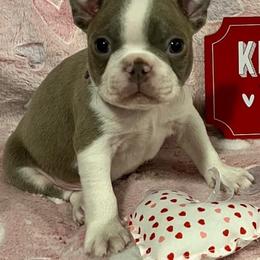 Boston Terrier Puppies from Heather's Boston Babies