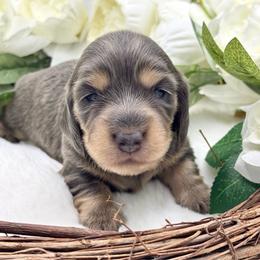 Ice - Blue and cream male Dachshund puppy in Exeter, California from Sawtooth Miniature Dachshunds