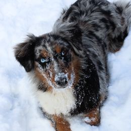 Australian Shepherds from Lil’ Town Aussies