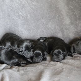 Labrador Retriever Puppies from TLC Retrievers