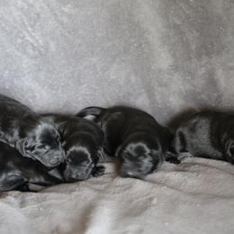 Labrador Retriever Puppies from TLC Retrievers