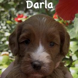 Darla - Caramel red female Australian Labradoodle puppy in Riverside, California from Sycamore Canyon Labradoodle
