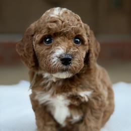 Gray - Red  female Poodle puppy in West Hamlin, West Virginia from My Vision Poodles