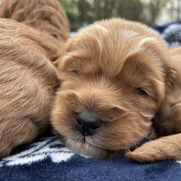 Australian Labradoodle Puppies from Wild Daisy Labradoodles