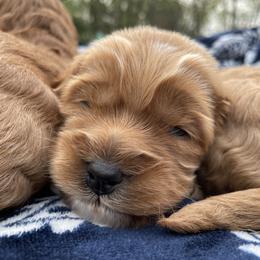 Australian Labradoodle Puppies from Wild Daisy Labradoodles