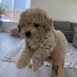 Poodle Puppies from Cuddle paws poodles