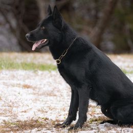 Pedro - German Shepherd