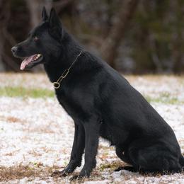Pedro - German Shepherd
