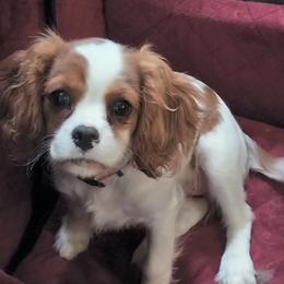 Molly - Blenheim female Cavalier King Charles Spaniel puppy in Franklin, North Carolina from Cavaliers of the County Macon