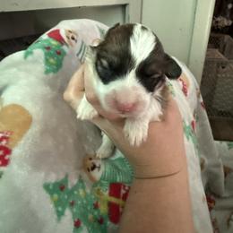 Girl 1 - Red female Pembroke Welsh Corgi puppy in White Sulfur Springs, Montana from Montana Shorties