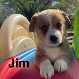 Jim - Sable male Pembroke Welsh Corgi puppy in Apison, Tennessee from Ashmore Corgis