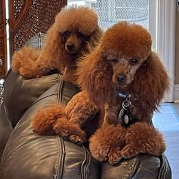 Poodle Puppies from Amelia Castro