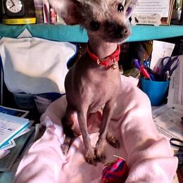 Chihuahua and Chinese Crested Puppies from Western Kentucky Chihuahua’s and Chinese Crested’s