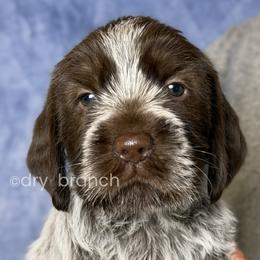 Boy 4 - Brown and gray male Wirehaired Pointing Griffon puppy in Milton, Florida from Dry Branch