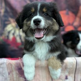 Albus - green - Black tri male Miniature American Shepherd puppy in Enumclaw, Washington from Mount Peak Mini American Shepherds