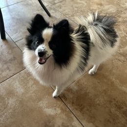 Remy - Pomeranian