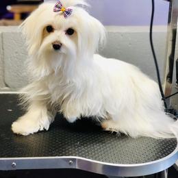 Elsa - Maltese