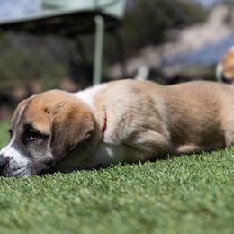 Anatolian Shepherd Dog Puppies from Fiddler’s Dream Anatolians