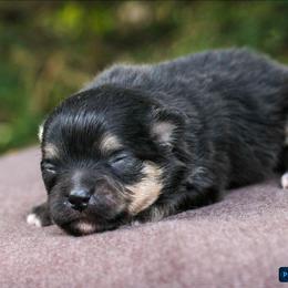 Chai - Black and tan female Pomeranian puppy in Bremen, Indiana from AMS Pomeranians and Pomskies in Indiana
