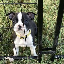 Nemo - Black brindle and white male Boston Terrier puppy in Smallett, Missouri from B's Bostons