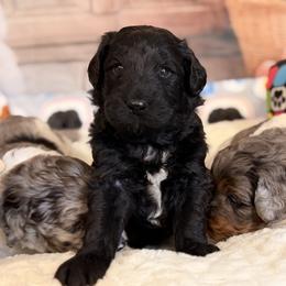 Bear - Black and white male Aussiedoodle puppy in Dickerson, Maryland from Pawsome Aussie Doodles and Oodles