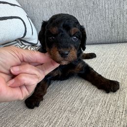 Winston - Phantom male Poodle puppy in Queen Creek, Arizona from Prestigious Toy Poodles