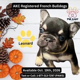 Leonard - Tricolors male French Bulldog puppy in Michigan from Fur Baby Farms