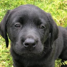 Labrador Retrievers from Pebble Beach Labrador Retrievers