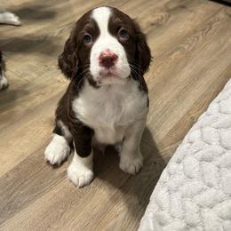 Mr blue - Liver and white male English Springer Spaniel puppy in Pembroke Pines, Florida from Divine Spaniels ( Home of English Springers and English Cockers )