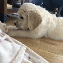 Goldendoodle Puppies from Kellee's Goldendoodles