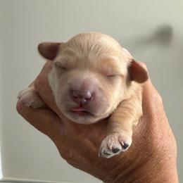 Sandy - Cream female Goldendoodle puppy in Cape Coral, Florida from Nay Nays Mini Doodles