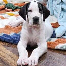 Puppy 4 - Mantle male Great Dane puppy in Castle Rock, Washington from Uber Alles Great Danes