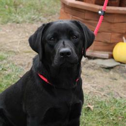Lyla - Labrador Retriever