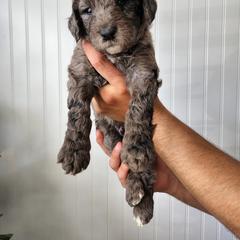 Double Doodle Puppies from Ramazzini Doodles